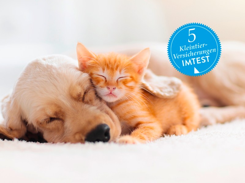 Heller Welpe und orangenes Katzenbaby schlafen aneinander gekuschelt auf heller Decke, blauer Stempel mit 5 Versicherungen darüber